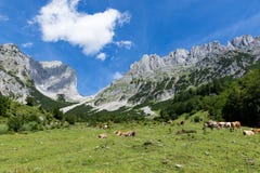 Paesaggio idilliaco della montagna con le mucche nelle alpi L'Austria, montagne di Kaiser, Tirolo Fotografie Stock Paesaggio idilliaco della montagna con le mucche nelle alpi L'Austria, montagne di Kaiser, Tirolo Fotografie Stock