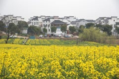Paesaggio pastorale del canola lento internazionale della città di yaxi di Nanchino agricolo fotografia stock Paesaggio pastorale del canola lento internazionale della città di yaxi di Nanchino agricolo fotografia stock
