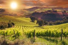 Paesaggio rurale con una vigna verde fra le colline immagini stock Paesaggio rurale con una vigna verde fra le colline immagini stock