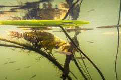 Paesaggio subacqueo del fiume con il giglio, la frittura e la riflessione fotografia stock libera da diritti Paesaggio subacqueo del fiume con il giglio, la frittura e la riflessione fotografia stock libera da diritti