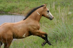 Paint Colt Running Uphill At Pond Stock Images