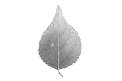 Painted Black Pencil Leaf Linden Royalty Free Stock Images Painted Black Pencil Leaf Linden Royalty Free Stock Images