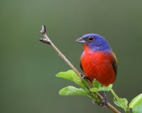 Painted Bunting Male Stock Images Painted Bunting Male Stock Images