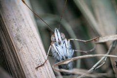 Painted lady, Butterfly hides among the dry reeds royalty free stock photos Painted lady, Butterfly hides among the dry reeds royalty free stock photos