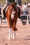 Painted show horse. Sorrel paint show horse under english saddle royalty free stock photos Painted show horse. Sorrel paint show horse under english saddle royalty free stock photos