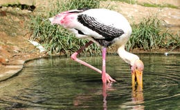 Painted Stork Stock Photography