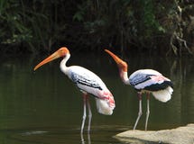 Painted Stork Royalty Free Stock Image