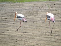 Painted Stork & x28;Mycteria leucocephala& x29; stock image Painted Stork & x28;Mycteria leucocephala& x29; stock image