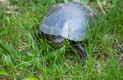Painted Turtle In Grass stock images Painted Turtle In Grass stock images