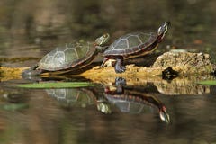 Painted Turtles Reflecting in the Water stock photos Painted Turtles Reflecting in the Water stock photos