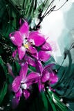 Painting Orchid purple on the trees in the garden - Stock Image royalty free illustration Painting Orchid purple on the trees in the garden - Stock Image royalty free illustration