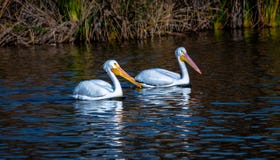 Paired American White Pelicans swimming stock photos Paired American White Pelicans swimming stock photos