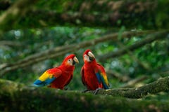 Pair of big parrot Scarlet Macaw, Ara macao, two birds sitting on branch, Brazil. Wildlife love scene from tropic forest nature. T