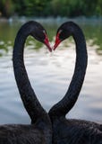 A pair of black swans in love