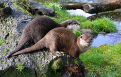 Pair of cute Otters sitting together near water Royalty Free Stock Images Pair of cute Otters sitting together near water Royalty Free Stock Images