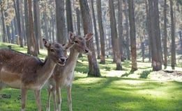 Pair of deer in forest Pair of deer in forest