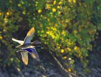 PAIR OF DUCKS IN FLIGHT royalty free stock photography PAIR OF DUCKS IN FLIGHT royalty free stock photography