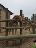 Pair of Giraffes in a wooden pen being fed lettuce with the head approaching the camera great nature shot with wildlife royalty free stock images Pair of Giraffes in a wooden pen being fed lettuce with the head approaching the camera great nature shot with wildlife royalty free stock images
