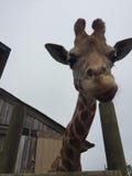 Pair of Giraffes in a wooden pen being fed lettuce with the head approaching the camera great nature shot with wildlife stock image Pair of Giraffes in a wooden pen being fed lettuce with the head approaching the camera great nature shot with wildlife stock image