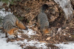 Pair of Grey Fox Urocyon cinereoargenteus Sniff at Log End Royalty Free Stock Photo Pair of Grey Fox Urocyon cinereoargenteus Sniff at Log End Royalty Free Stock Photo