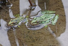 Pair of Leopard Frogs royalty free stock photos Pair of Leopard Frogs royalty free stock photos