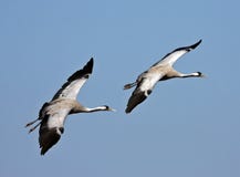 Pair Of Cranes Stock Image