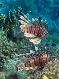 Pair Of Lionfish Volitans Hunting Royalty Free Stock Photo Pair Of Lionfish Volitans Hunting Royalty Free Stock Photo