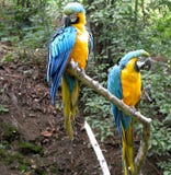 Pair Of Parrots Stock Photo