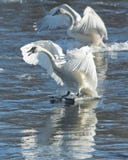 Pair Of Swans Landing Stock Image