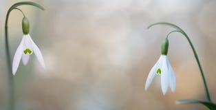Pair of snow drops winter white wild flower stock photos Pair of snow drops winter white wild flower stock photos