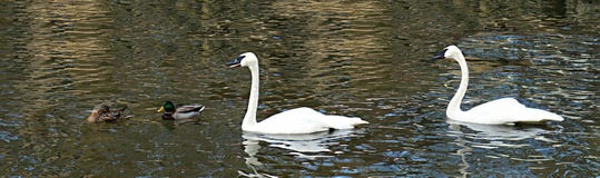 Two swans and two mallards swimming together royalty free stock photo Two swans and two mallards swimming together royalty free stock photo