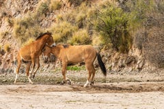 Wild Horses Sparring in the Arizona Desert Royalty Free Stock Images Wild Horses Sparring in the Arizona Desert Royalty Free Stock Images