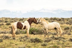 Pair of Wild Mustangs royalty free stock photo Pair of Wild Mustangs royalty free stock photo