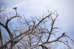 Paires d'Ospreys dans l'arbre nu images stock Paires d'Ospreys dans l'arbre nu images stock