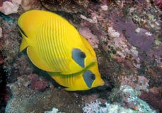 Paires de butterflyfish de Bluecheek de poissons de mer photos libres de droits Paires de butterflyfish de Bluecheek de poissons de mer photos libres de droits