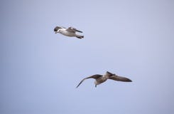 Paires de mouette d'harengs image stock Paires de mouette d'harengs image stock