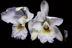 Paires gentilles d'orchidées blanches photo stock Paires gentilles d'orchidées blanches photo stock
