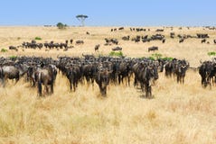 Paisagem africana com gnu dos antílopes fotografia de stock Paisagem africana com gnu dos antílopes fotografia de stock