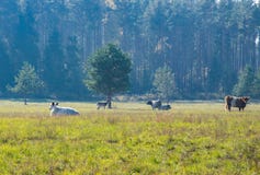 Paisagem com os cervos de ovas que estão na borda da floresta perto das vacas de pastagem na névoa da manhã imagem de stock Paisagem com os cervos de ovas que estão na borda da floresta perto das vacas de pastagem na névoa da manhã imagem de stock