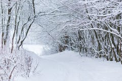 Paisagem da floresta do inverno com neve foto de stock royalty free Paisagem da floresta do inverno com neve foto de stock royalty free