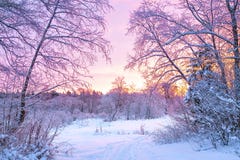 Paisagem da noite do inverno com por do sol na floresta Imagem de Stock Paisagem da noite do inverno com por do sol na floresta Imagem de Stock