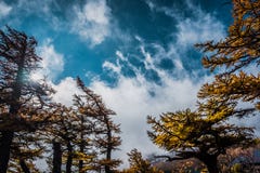Paisagem da árvore e da nuvem com céu azul, vista da linha 5a estação de Fuji Subaru fotos de stock Paisagem da árvore e da nuvem com céu azul, vista da linha 5a estação de Fuji Subaru fotos de stock