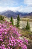 Paisagem de Altai com as flores do dauricum do rododendro imagens de stock royalty free Paisagem de Altai com as flores do dauricum do rododendro imagens de stock royalty free