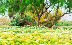 Paisagem de AnAmazing de uma árvore de espalhamento e de um campo que florescem com as flores brancas e amarelas imagens de stock royalty free Paisagem de AnAmazing de uma árvore de espalhamento e de um campo que florescem com as flores brancas e amarelas imagens de stock royalty free