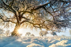 Paisagem do inverno: árvore retroiluminada em um campo Imagens de Stock Paisagem do inverno: árvore retroiluminada em um campo Imagens de Stock