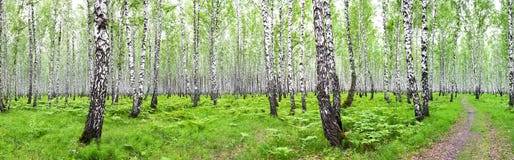 Paisagem do verão do panorama com floresta do vidoeiro Imagens de Stock Paisagem do verão do panorama com floresta do vidoeiro Imagens de Stock