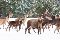 Paisagem dos animais selvagens do inverno com o Cervus nobre Elaphus dos cervos Muitos cervos no inverno Cervos com os grandes ch foto de stock royalty free Paisagem dos animais selvagens do inverno com o Cervus nobre Elaphus dos cervos Muitos cervos no inverno Cervos com os grandes ch foto de stock royalty free