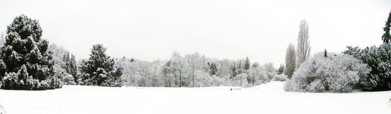 Paisagem panorâmico da neve e das árvores foto de stock royalty free Paisagem panorâmico da neve e das árvores foto de stock royalty free