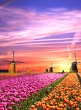 Paisagens mágicas com moinhos de vento e tulipas no nascer do sol no N fotografia de stock royalty free Paisagens mágicas com moinhos de vento e tulipas no nascer do sol no N fotografia de stock royalty free