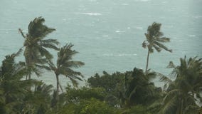 Paisaje de la playa durante huracán del desastre natural El viento fuerte del ciclón sacude las palmeras del coco Tormenta tropic almacen de metraje de vídeo Paisaje de la playa durante huracán del desastre natural El viento fuerte del ciclón sacude las palmeras del coco Tormenta tropic almacen de metraje de vídeo
